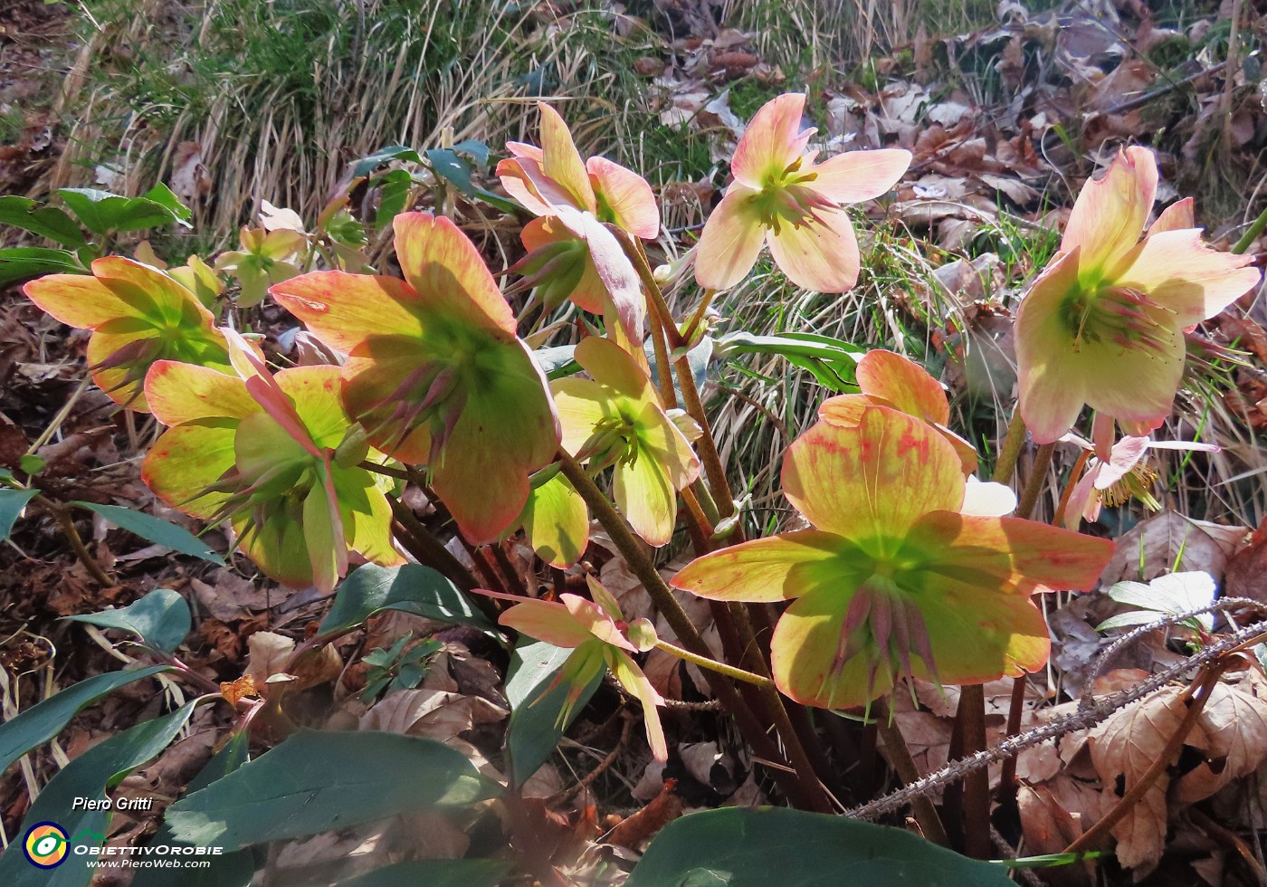 19 Helleborus niger (Ellebori) in fruttescenza.JPG